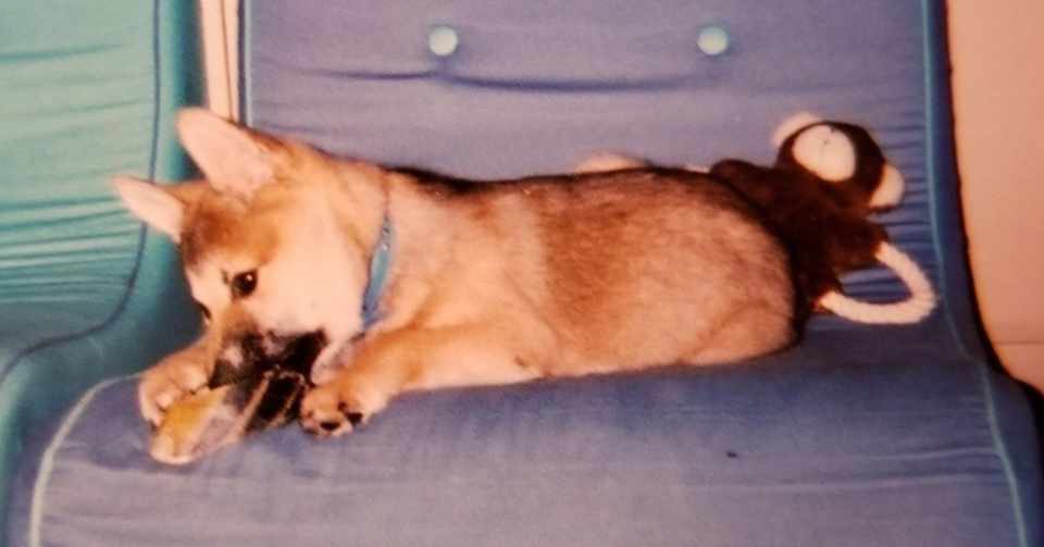 ジュマペール ジェームス １ 里親さんが見つかった ジュマペール ジェームス 幸せを届けて歩いた犬 Www Facebook Com James Chuchuchu Note