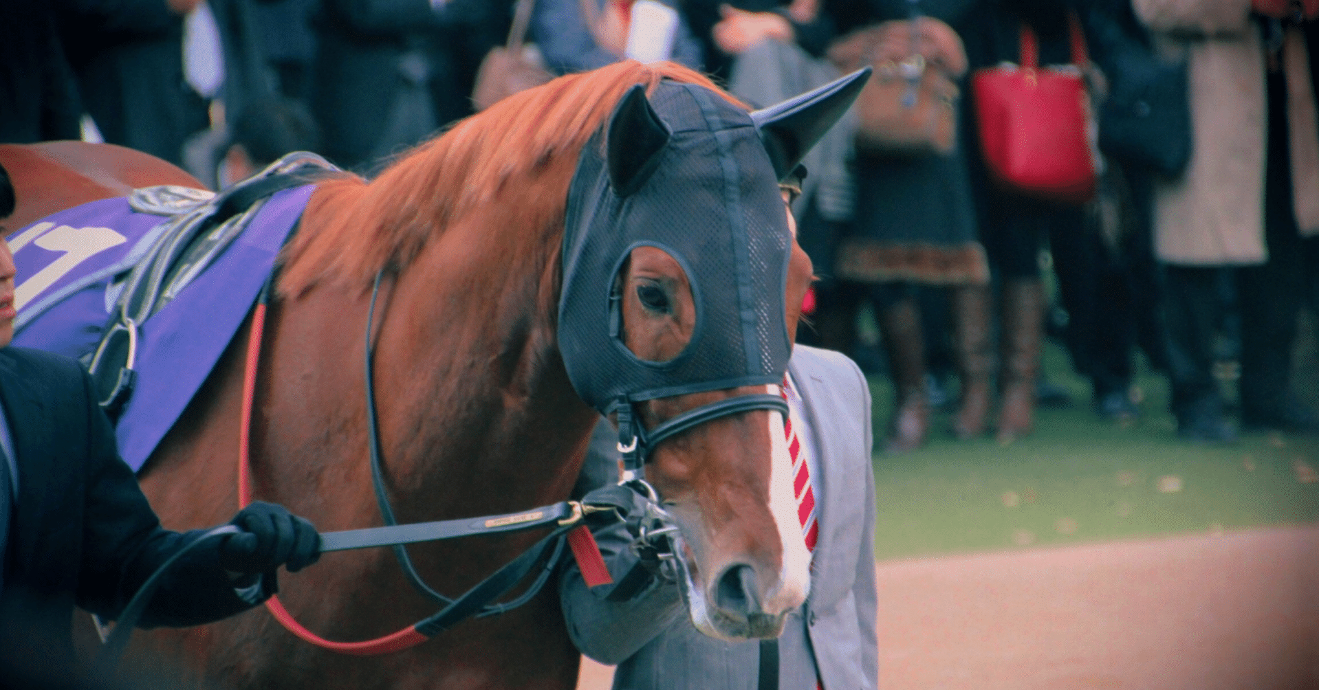 ディープインパクトとオルフェーヴル。結局どっち？｜サリオスは本質的