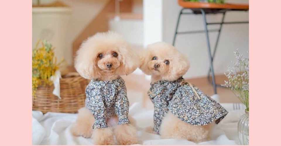 犬のしつけ ワンちゃんにとって危険なものってこんなにあるの 拾い食い防止のしつけ 田中愛子 ドッグトレーナー Note