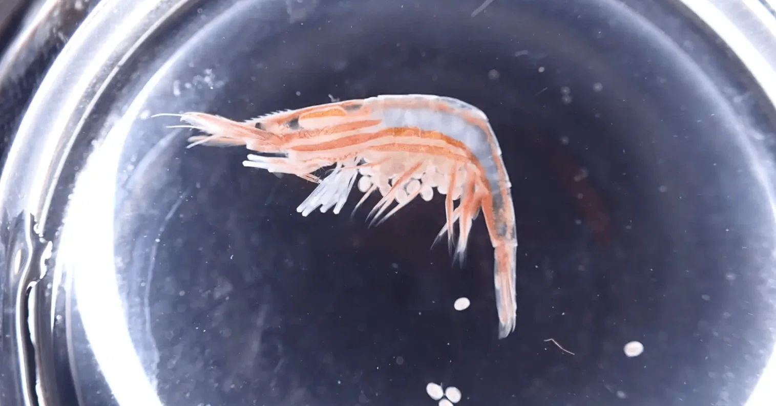 サンシャイン水族館が水中ドローンで新属・新種「トリノアシヤドリエビ