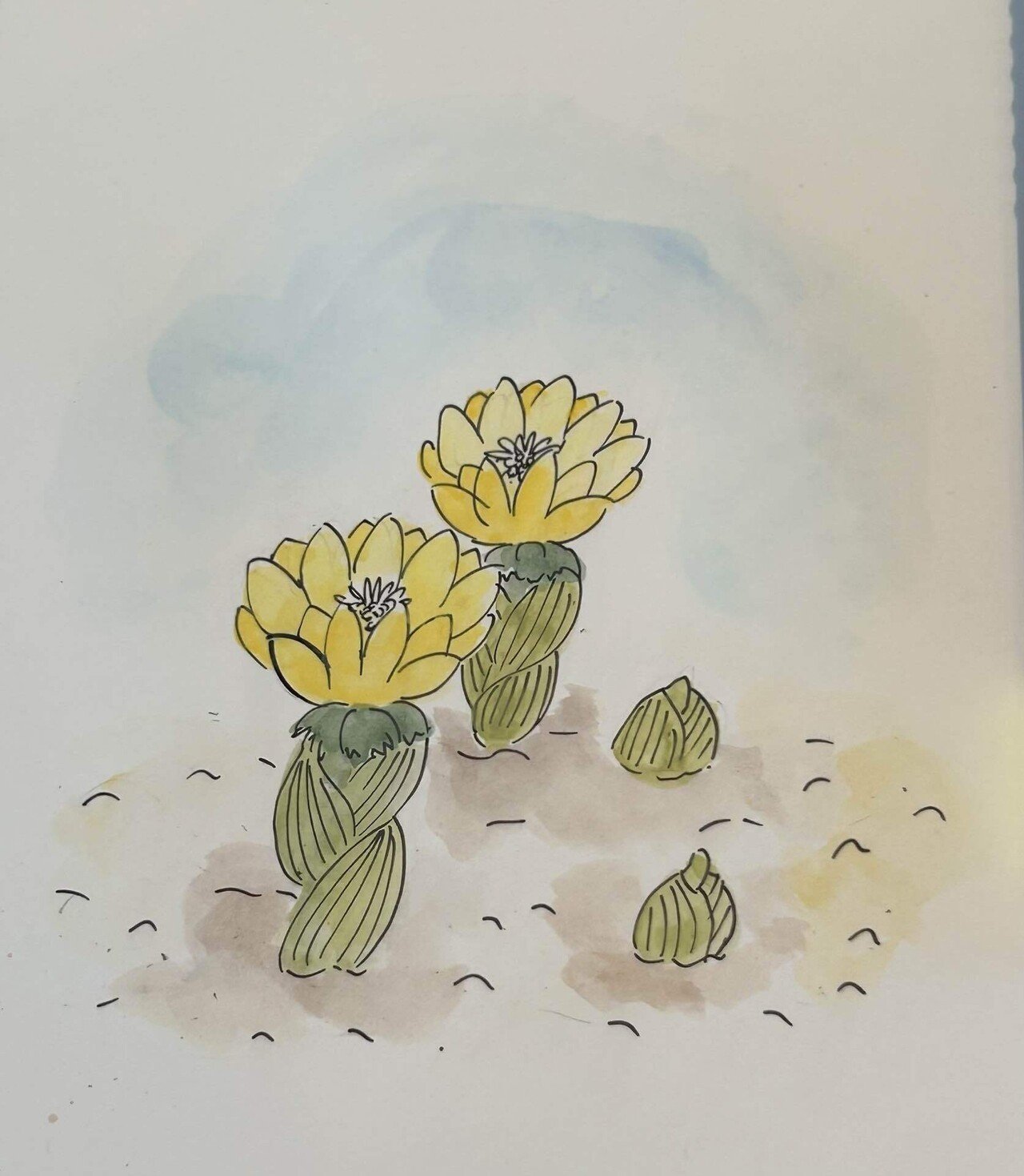 水彩画    福寿草 水彩 福寿草 フクジュソウ 花のイラスト素材 [FYI03441413