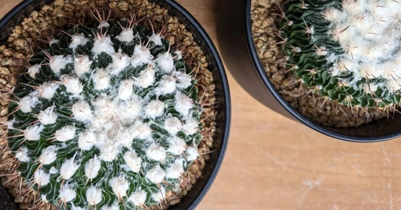 ユーフォルビア アルデルクリ 群生株 サボテン 多肉植物 ユーフォルビア アルデルクリ 群生株 サボテン 多肉植物