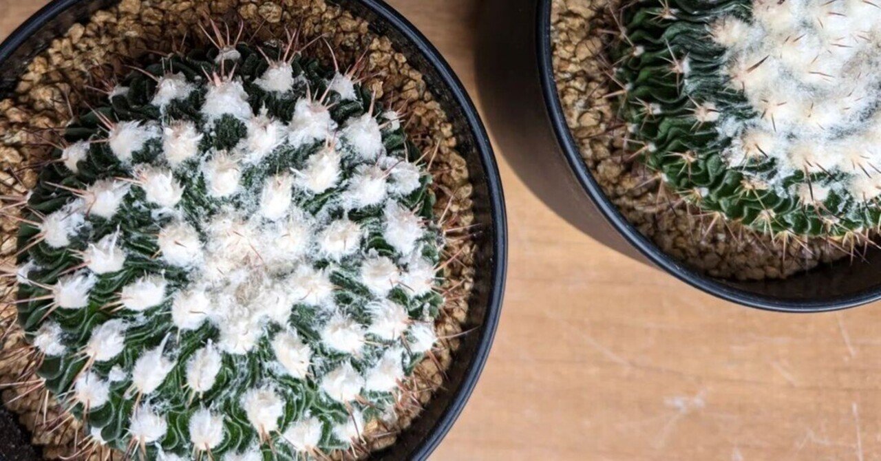 入荷情報（多肉植物・コーデックス編）2024.1.12～｜グリーン