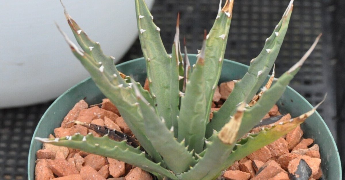 アガベ・ユタエンシス　エボリスピナ　現地球　マジカッコイイ 成長記録]アガベ・ユタエンシス(現地球)-PlantsLog.GIF