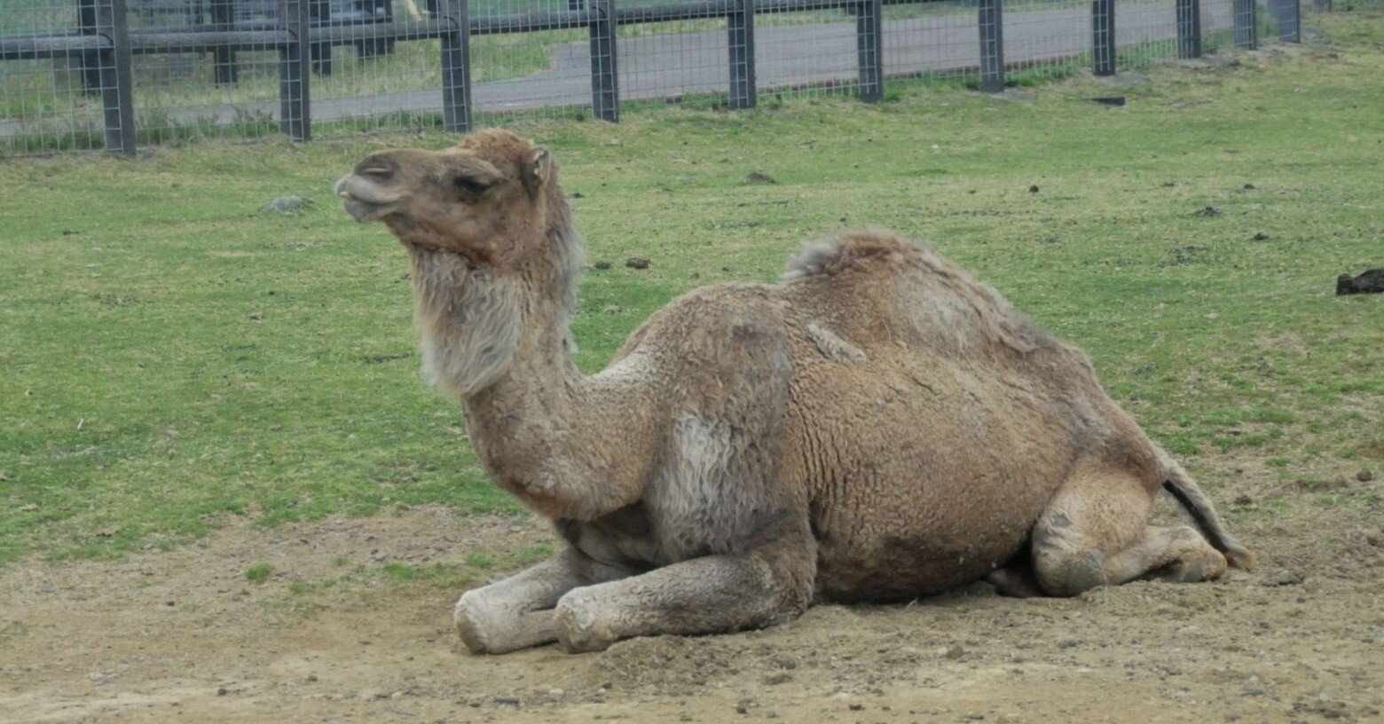 ヒトコブラクダ図鑑 One-humped Camel｜M_ayumi