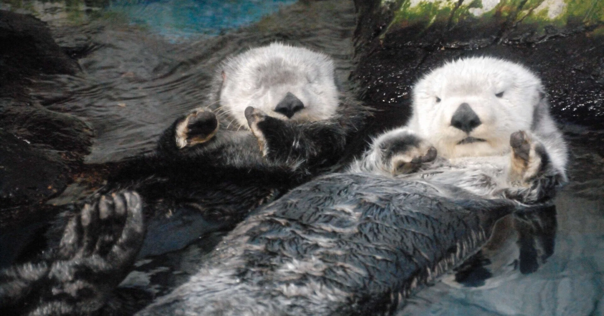 ラッコ図鑑 Sea Otter｜M_ayumi