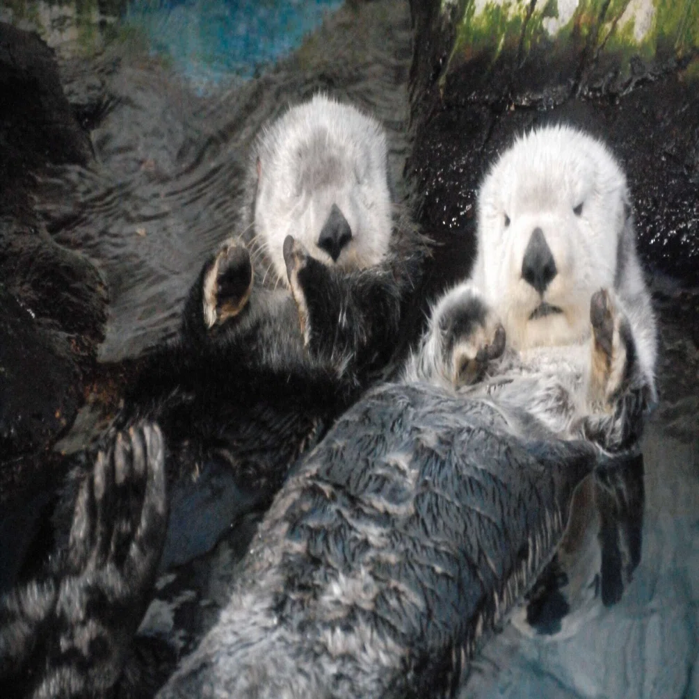 ラッコ図鑑 Sea Otter｜M_ayumi