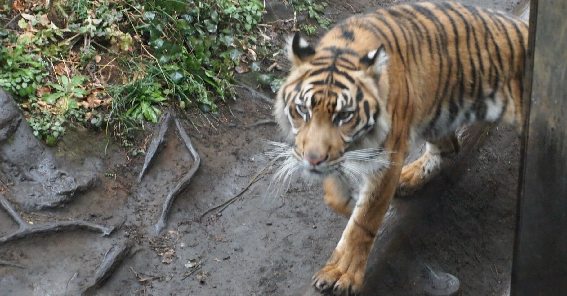 スマトラトラ図鑑 Sumatran Tiger｜M_ayumi