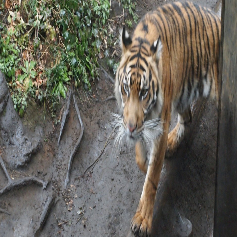 スマトラトラ図鑑 Sumatran Tiger｜M_ayumi