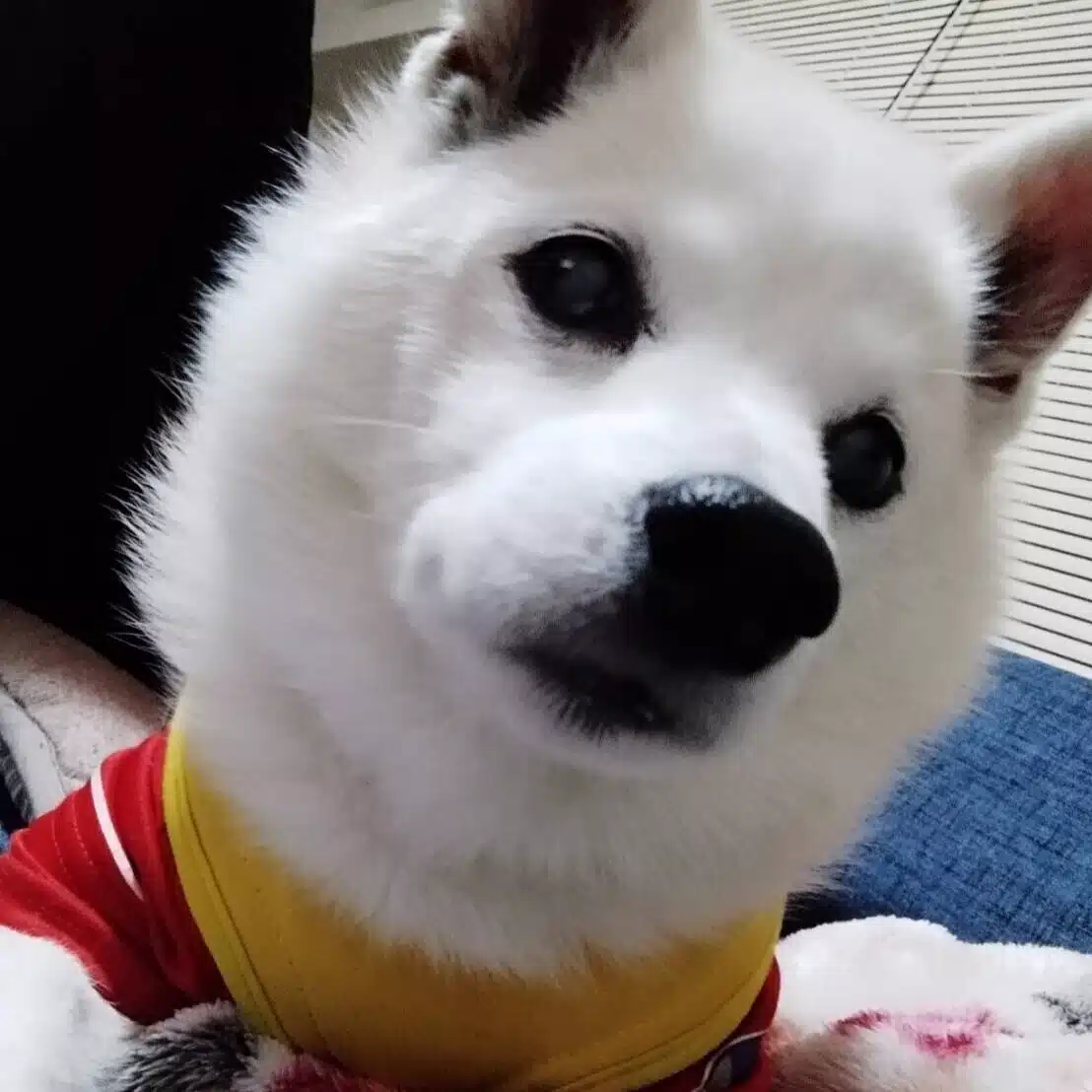 BJC のぶ