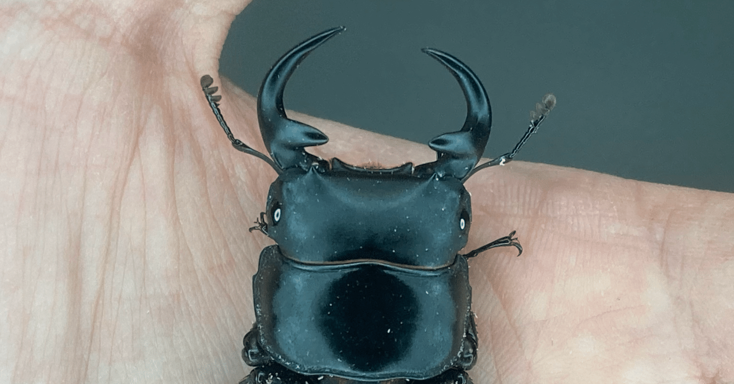 【♂72mm♀41mm】ババクルビデンスオオクワガタ　♂♀ペア　計2頭 ババクルビデンスオオクワガタ 飼育記#1｜ヤヴカラヴォー