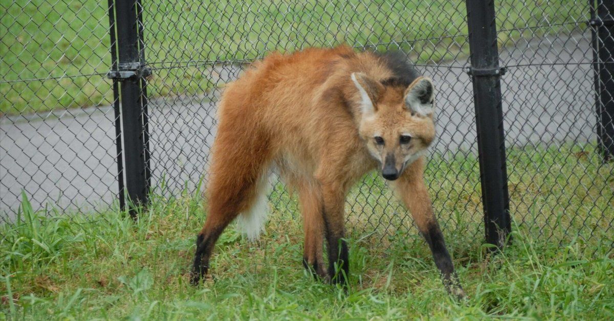 タテガミオオカミ図鑑 Maned Wolf｜M_ayumi