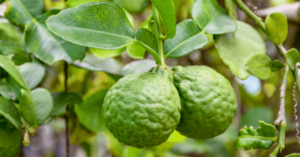 超人気!】オーガニックコブミカンペースト(カフィアライムシャンプー