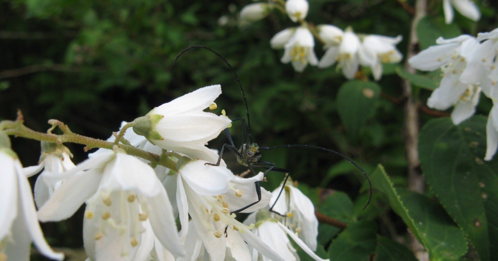 かつての里山に暮らす動植物 その3 樹木 ～与えられた場所で咲き