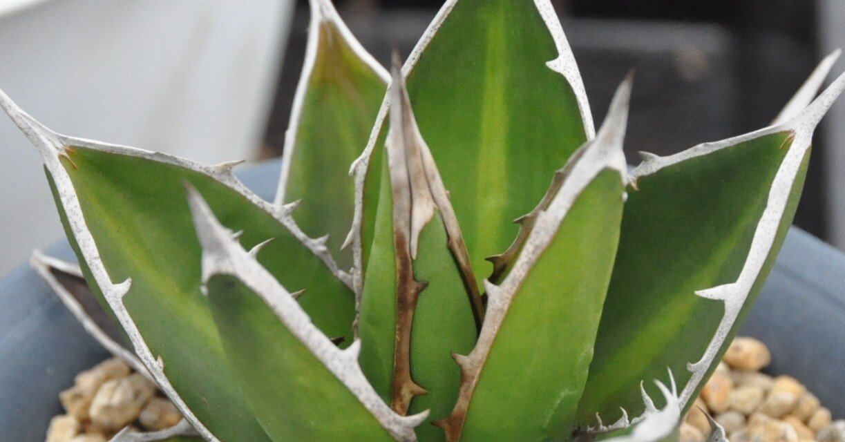 3fe16c2b3162ae52becdbbd0229550