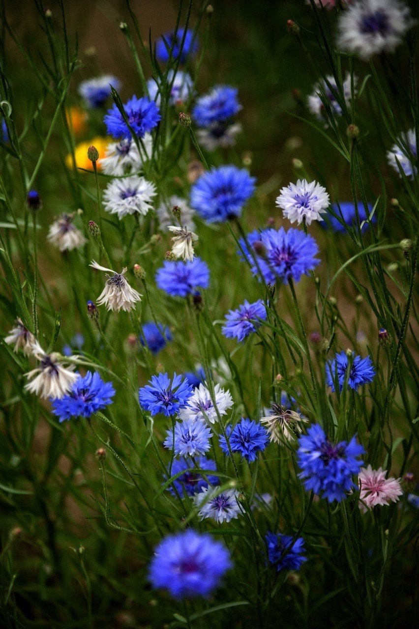 矢車草 菅野 学 写真家 Note