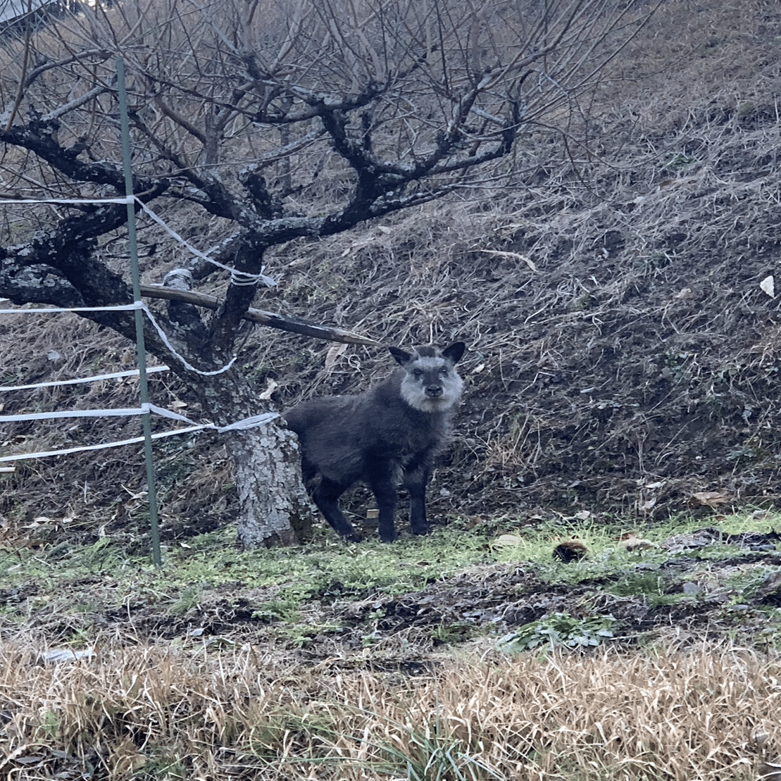 カモシカ可愛い～｜海老八光(Hakko Ebi)