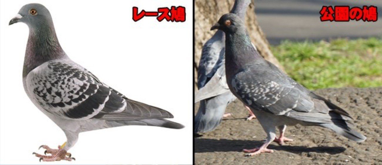 鳩ページ10/3まで cf0320a1821403d92a3c57def68892