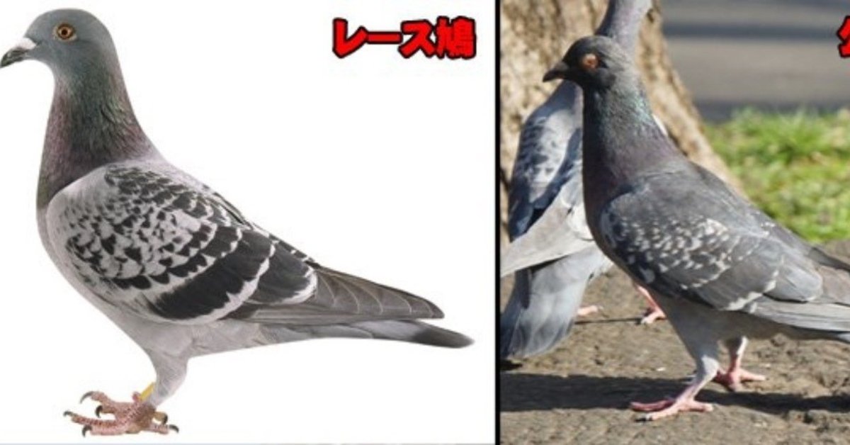 希少　レア　プレミア　伝書鳩と飼い方と訓練の仕方　上野修一郎・著 希少 レア プレミア 伝書鳩と飼い方と訓練の仕方 上野修一郎・著