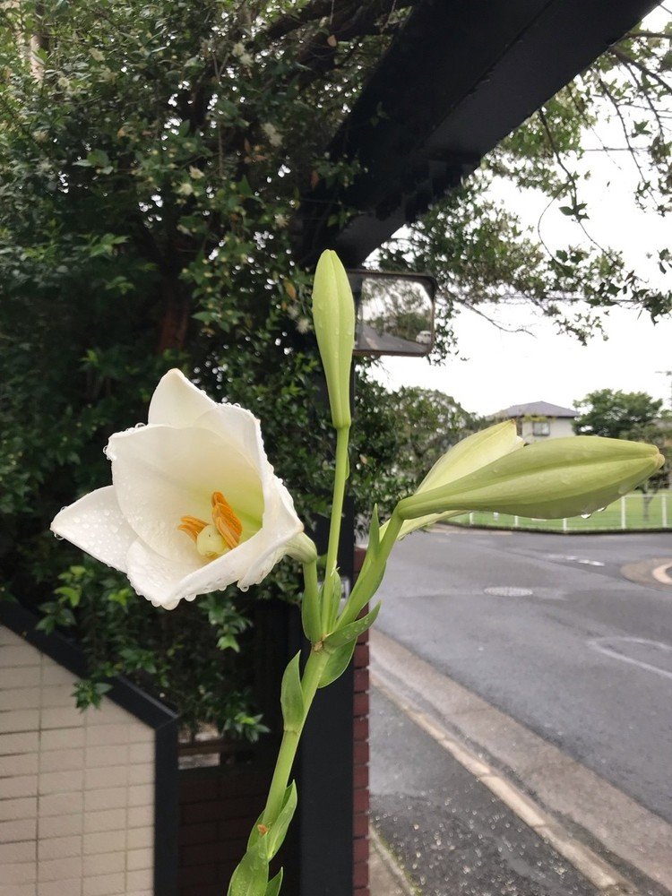 ……鉄砲百合の大きな球根を年末にホームセンターで買って植えたら、伸びる伸びる……。

花がやっと咲きましたが、これね、次の写真で分かるかと……。