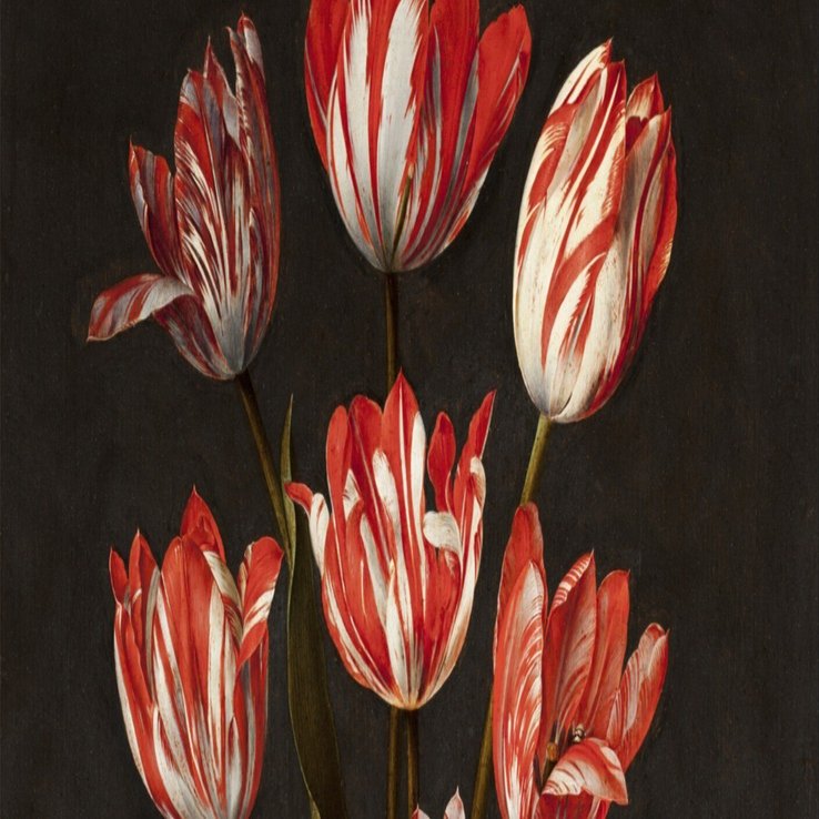 チューリップ・バブル 人間を狂わせた花の物語』 ～愛らしい花たちが