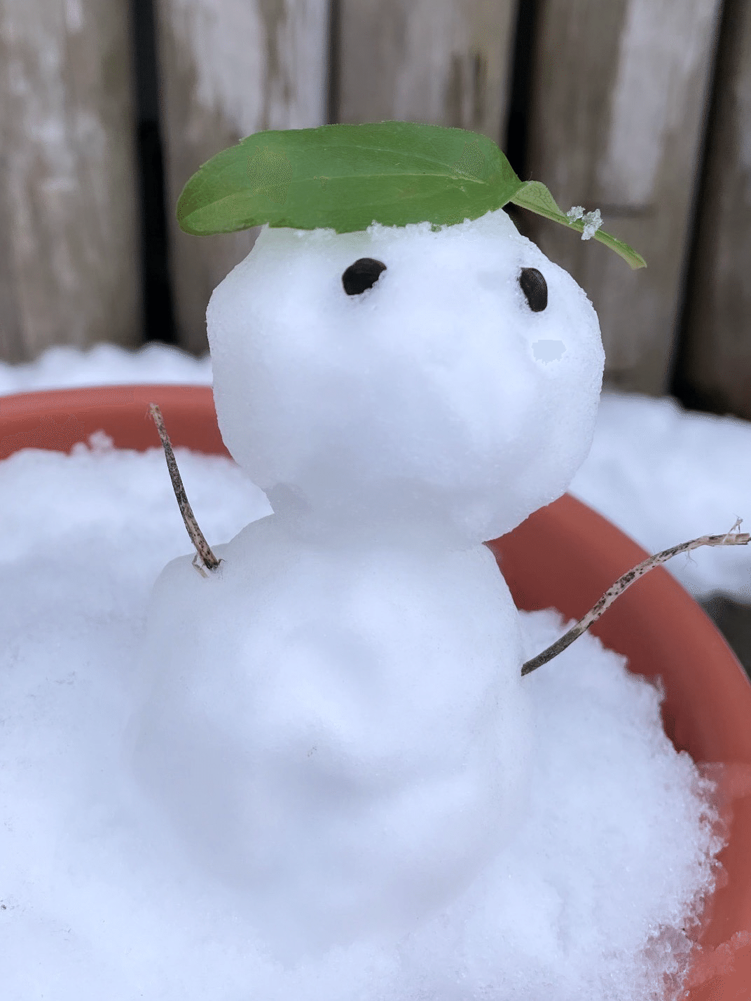 雑草雪だるま