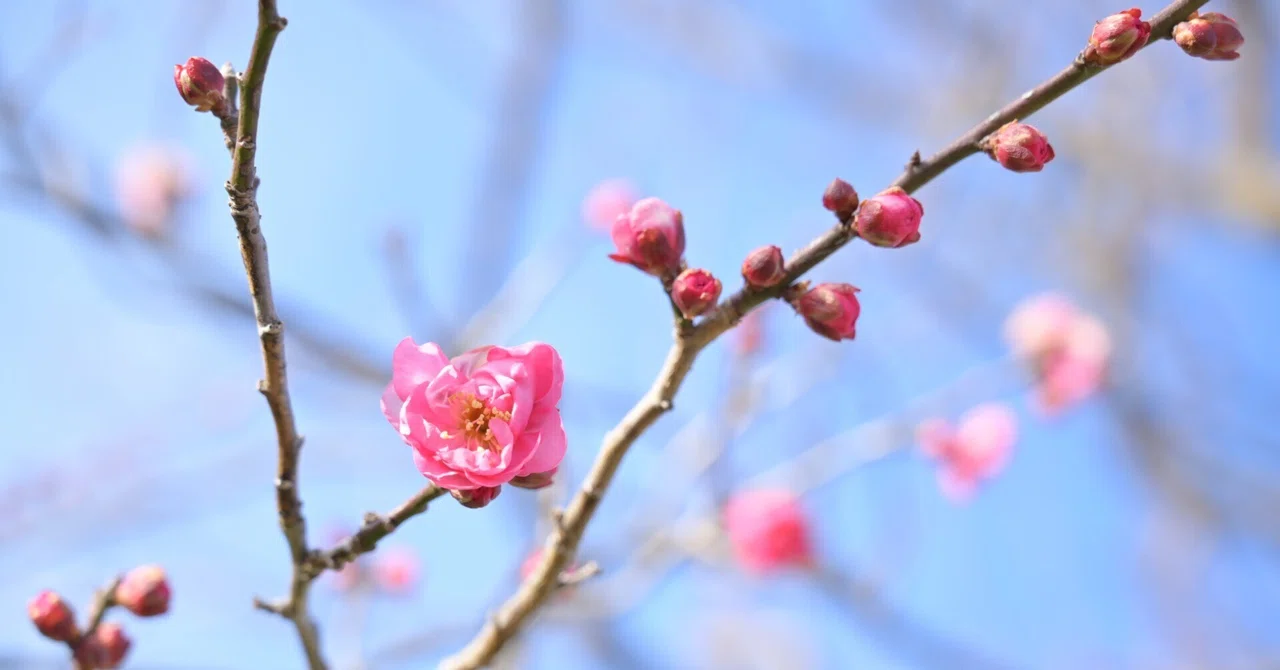 寒い中でも梅の花｜うめこフォト