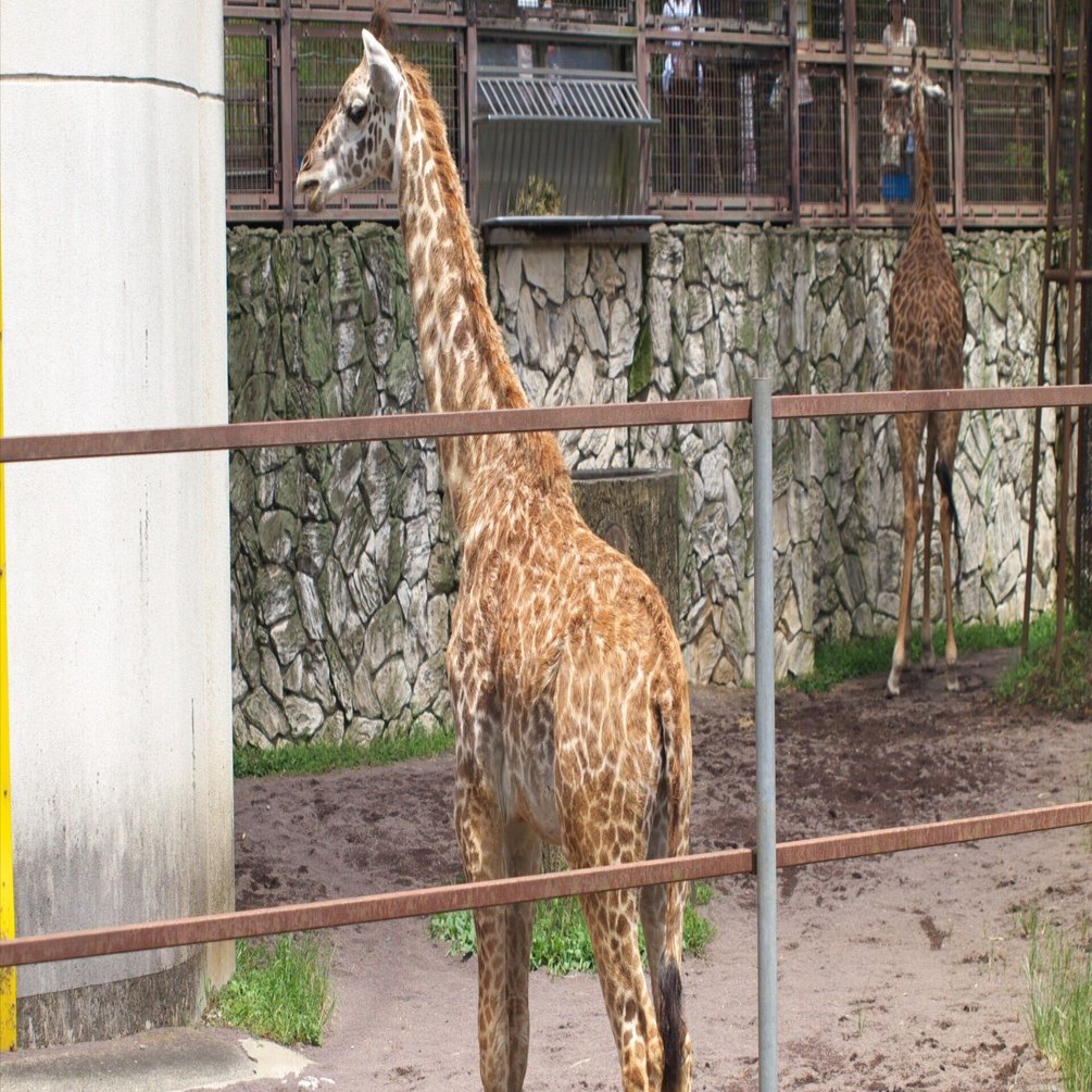 【専用ページ】ケープキリン South African Giraffe 頚椎 180882447.jpg?cmsp_timestamp=