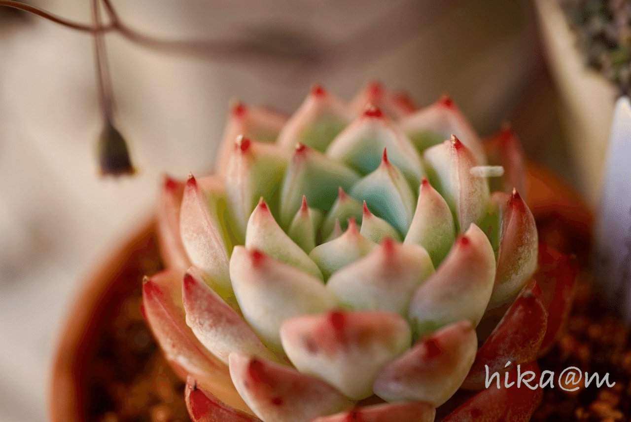 エケベリア、ジェイドポイント赤い紅葉🩷「多肉植物ものがたり