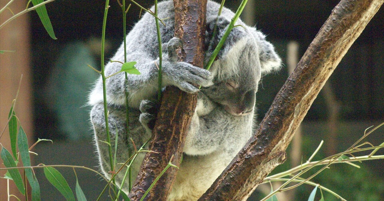 コアラ図鑑 Koala｜M_ayumi