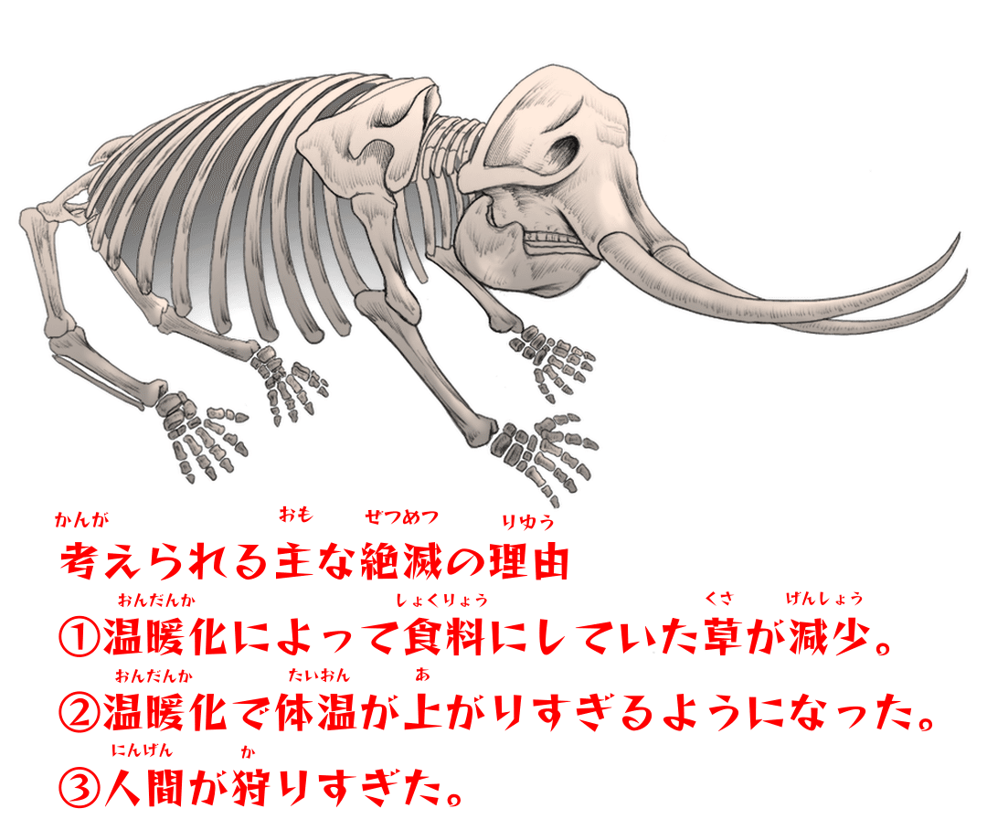 本物ケナガマンモス牙！約52センチメートル!! 本物ケナガマンモス牙！約52センチメートル!! マンモスの牙004