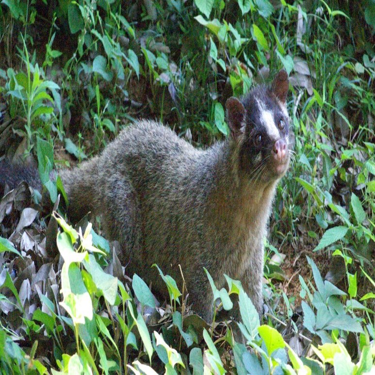 ハクビシン図鑑 Masked Palm-civet｜M_ayumi