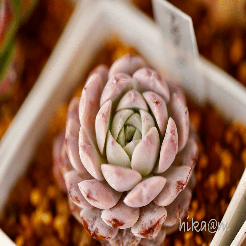 2024.1月の多肉植物〜今年の紅葉は？｜hika@m