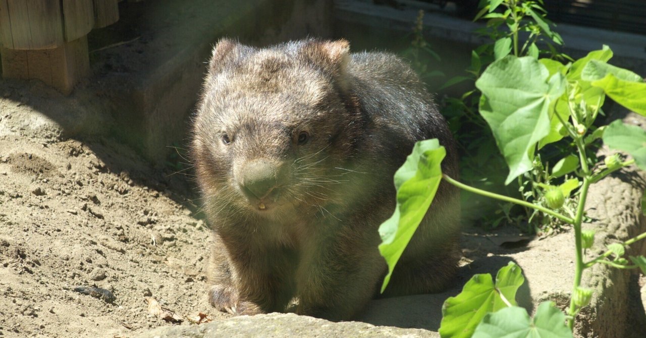 うぉんばっと様 3種類のウォンバット！珍獣の中の珍獣の謎に迫る！ - とある