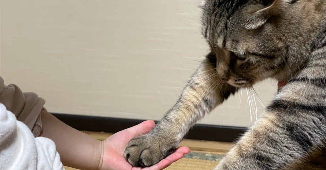 子どもに手を握られたまま立ちつくす猫ちゃん→無抵抗でダンスごっこ