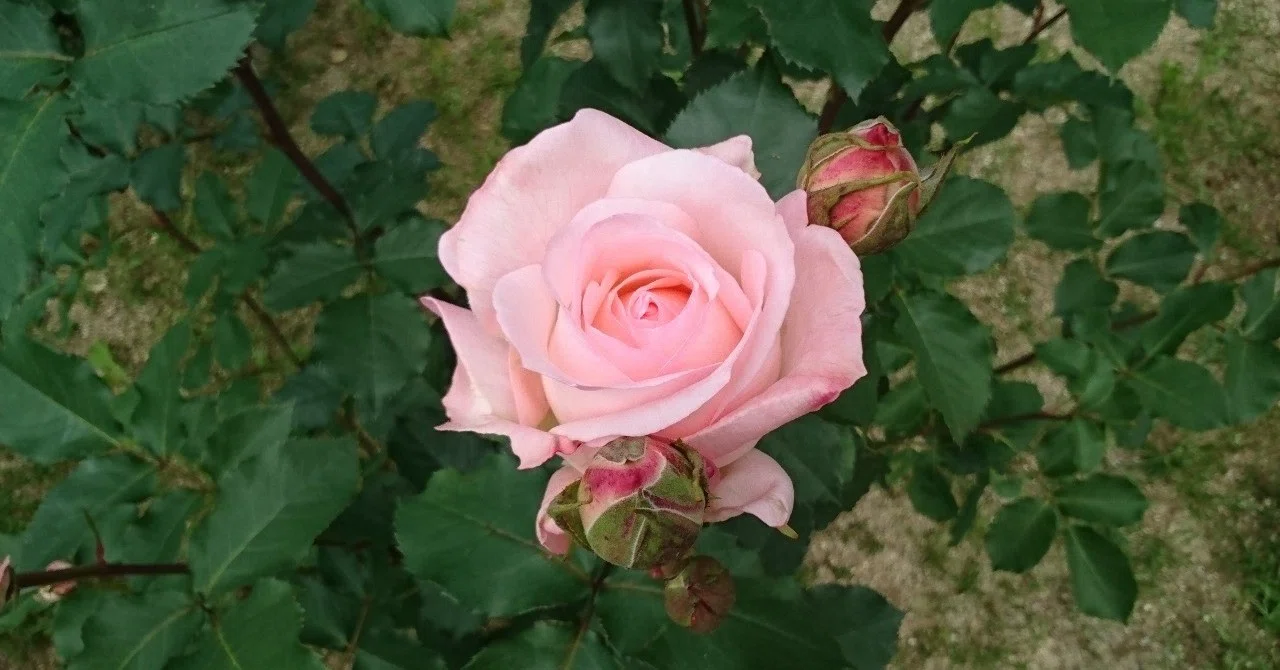 ばらの花