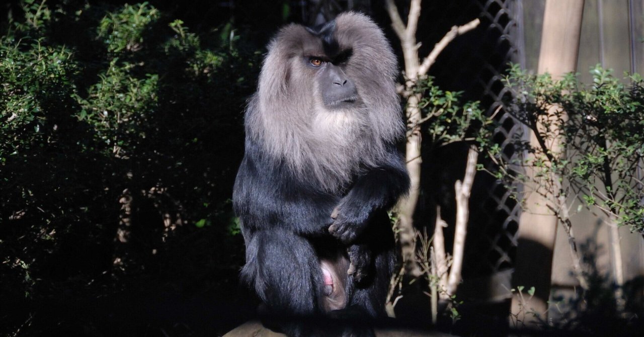 シシオザル Liontailed Monkey｜M_ayumi