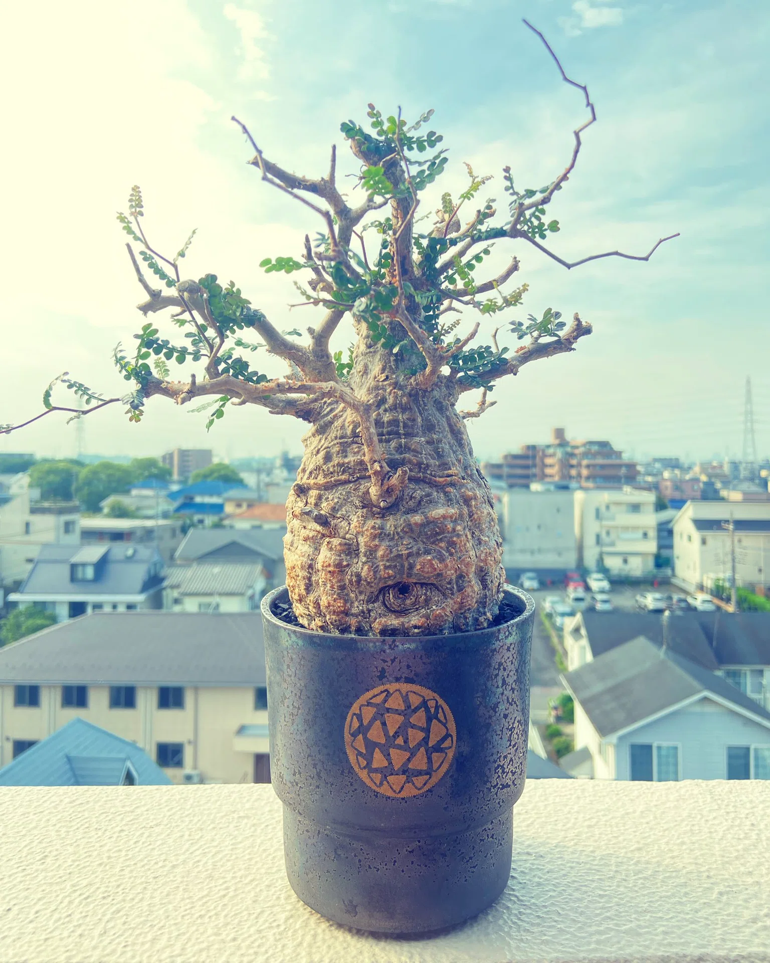 8556 「塊根植物」マダガスカル特急便 オペルクリカリア パキプス 【8