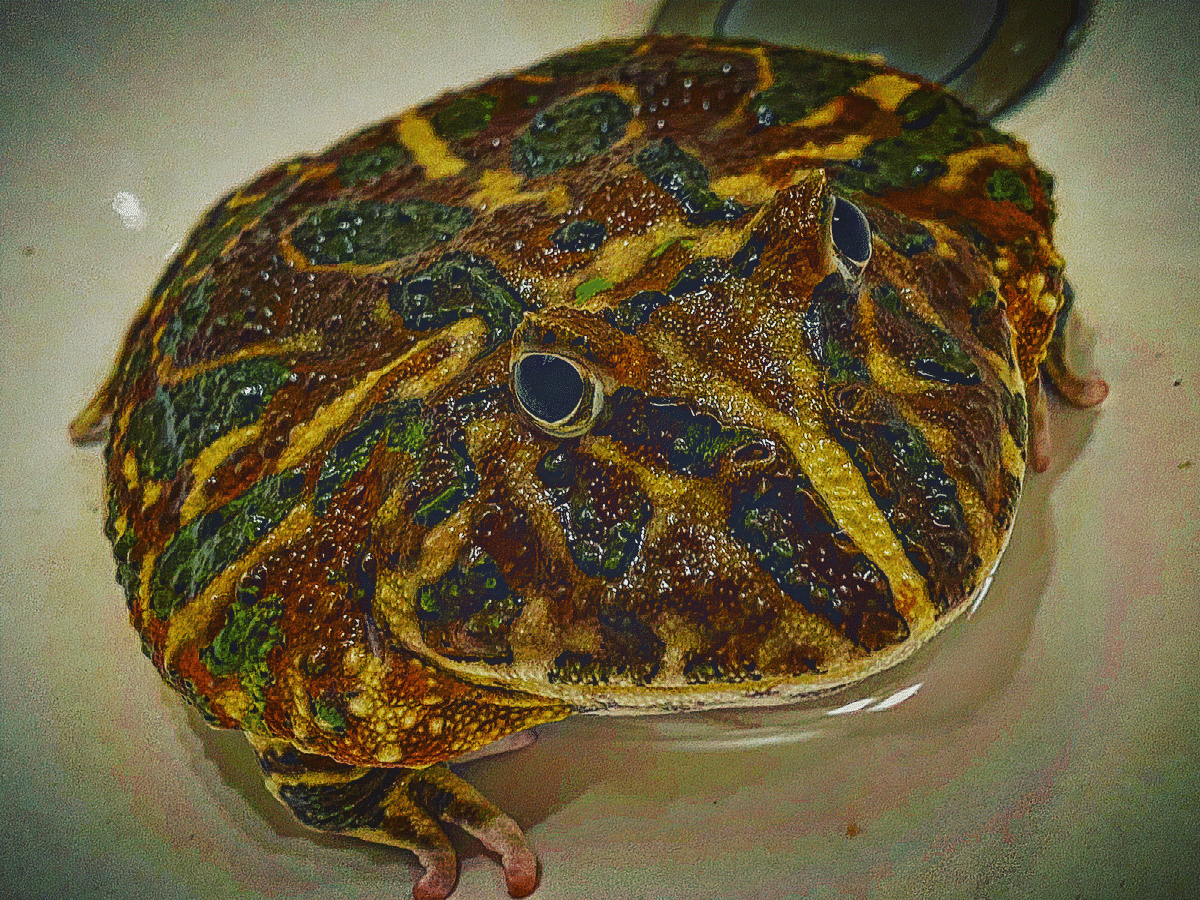 クラウウェルツノガエル □クランウェルツノガエル 約4.5cm ○品種 グリーン色 - from SCRATCH