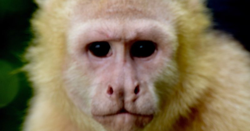 首都周辺で生き物観察 ソベラニア国立公園 Chikacaputh Note