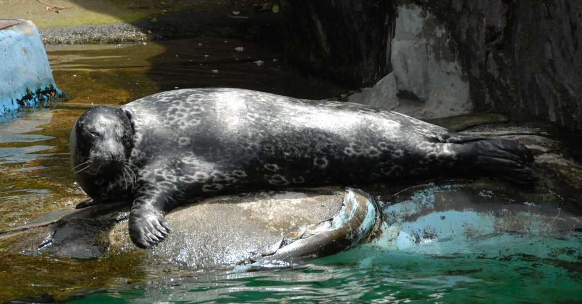 ゼニガタアザラシ図鑑 Harbor Seal｜M_ayumi