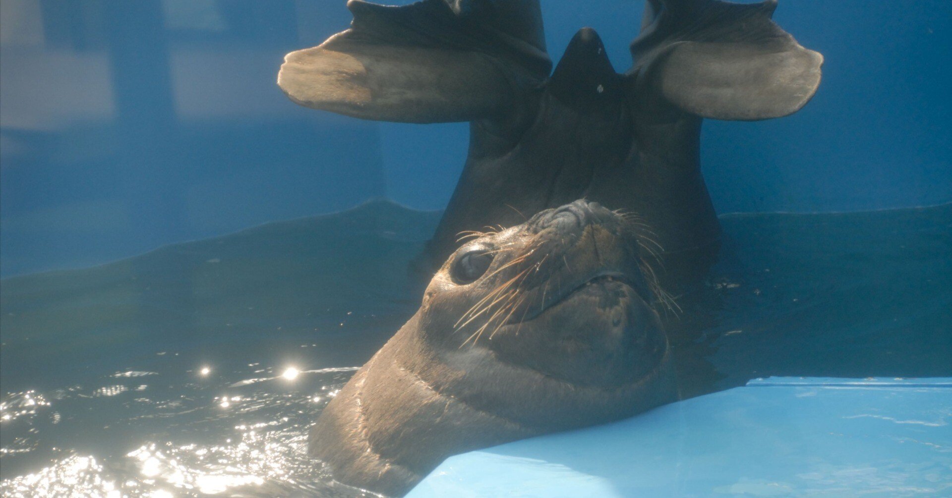 ミナミゾウアザラシ図鑑 Southern elephant seal｜M_ayumi