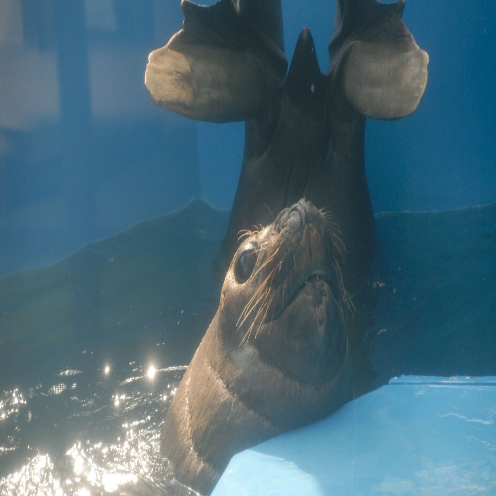 ミナミゾウアザラシ図鑑 Southern elephant seal｜M_ayumi