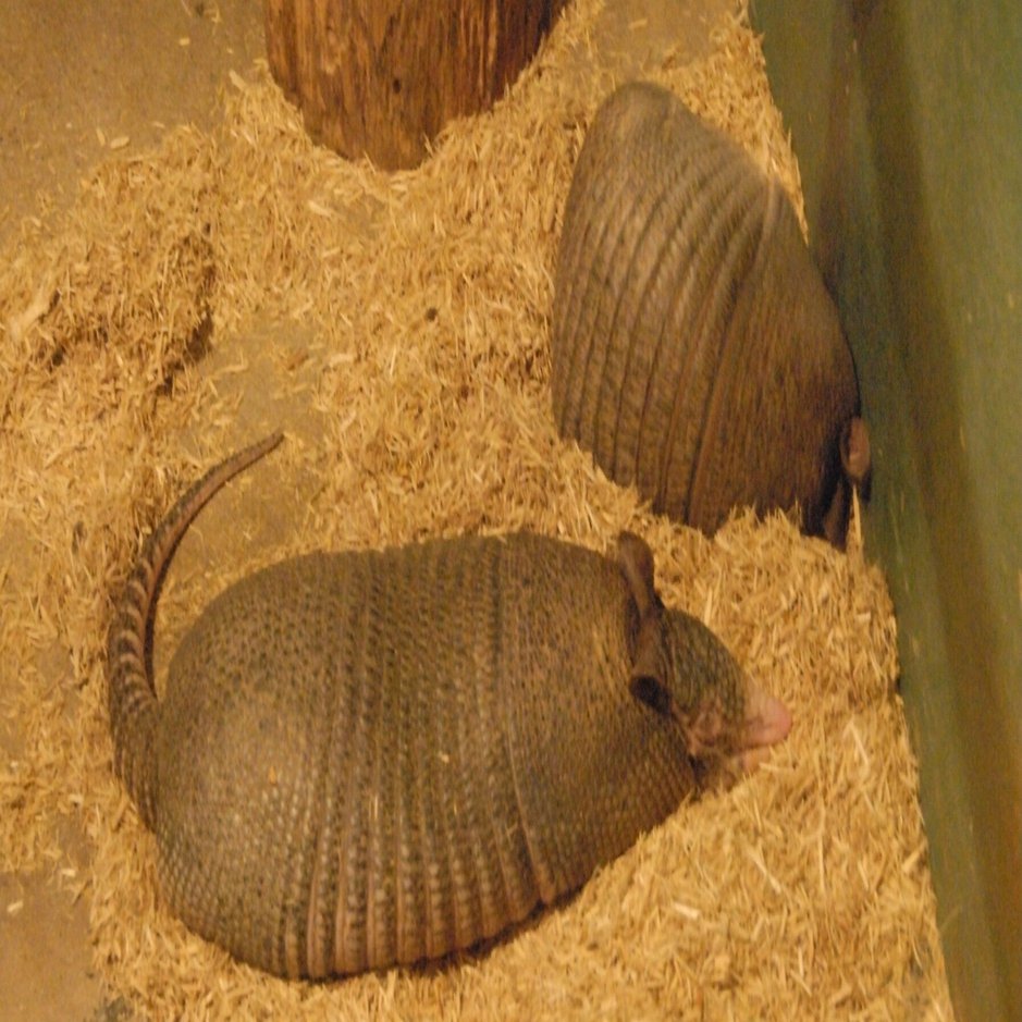 ココノオビアルマジロ図鑑 Nine-banded Armadillo｜M_ayumi
