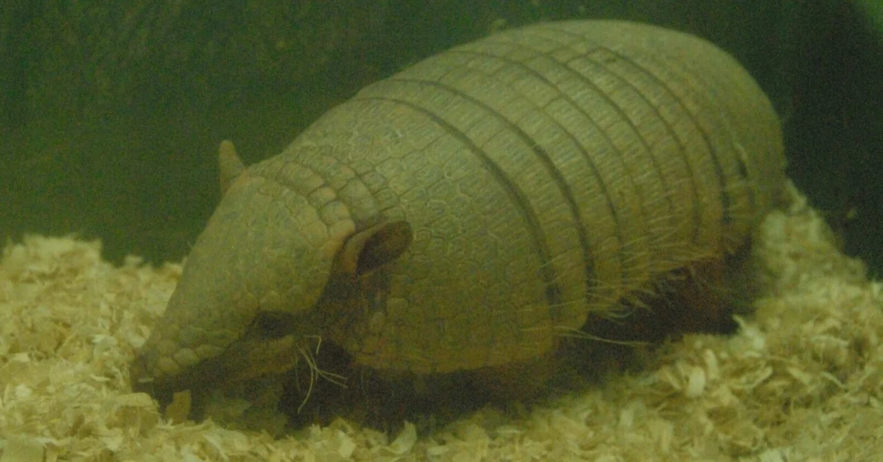 ムツオビアルマジロ図鑑 Six-banded Armadillo|M_ayumi