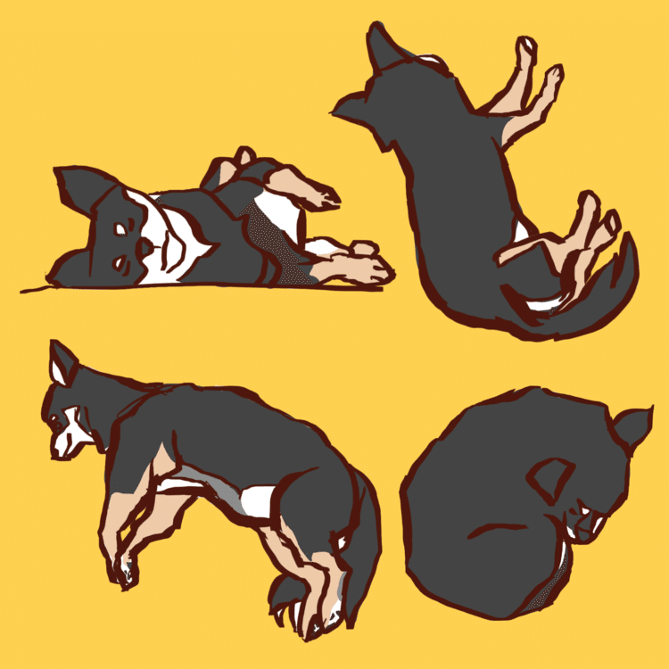 犬の寝相、4種