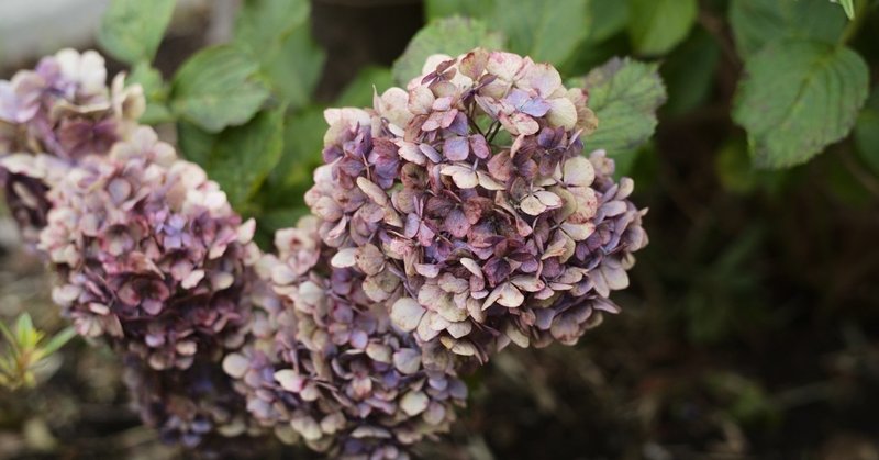 枯れ紫陽花とモノクロの土曜日