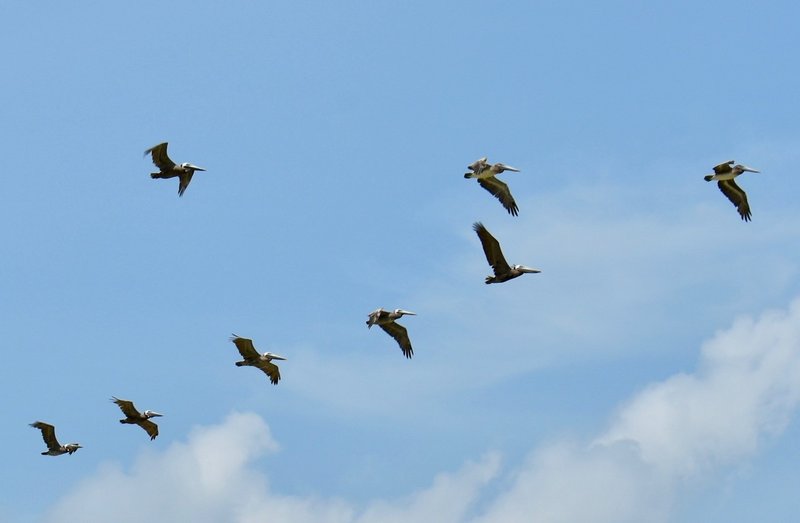 首都周辺で生き物観察 ソベラニア国立公園 Chikacaputh Note