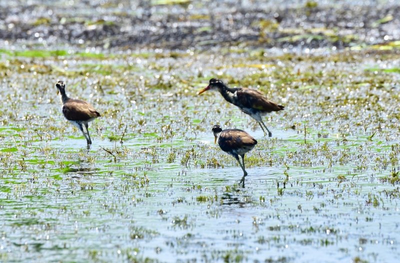 首都周辺で生き物観察 ソベラニア国立公園 Chikacaputh Note
