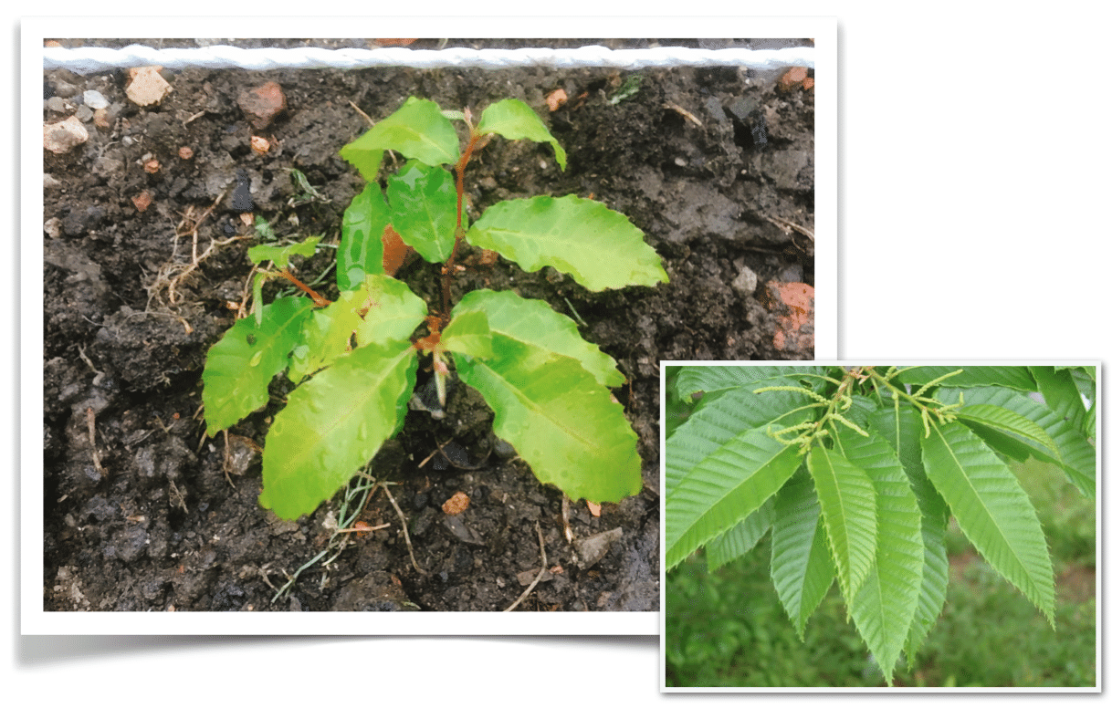 アカナラちゃんの土用芽が伸びました エフゲニーマエダ 平成林業 Note アカナラちゃんの土用芽が伸びました エフゲニーマエダ 平成林業 Note